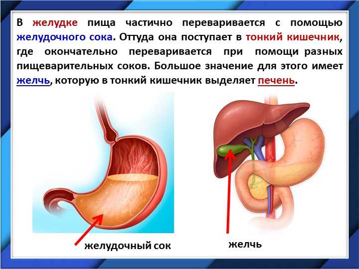 Нарушилось пищеварение стул кашей что пить