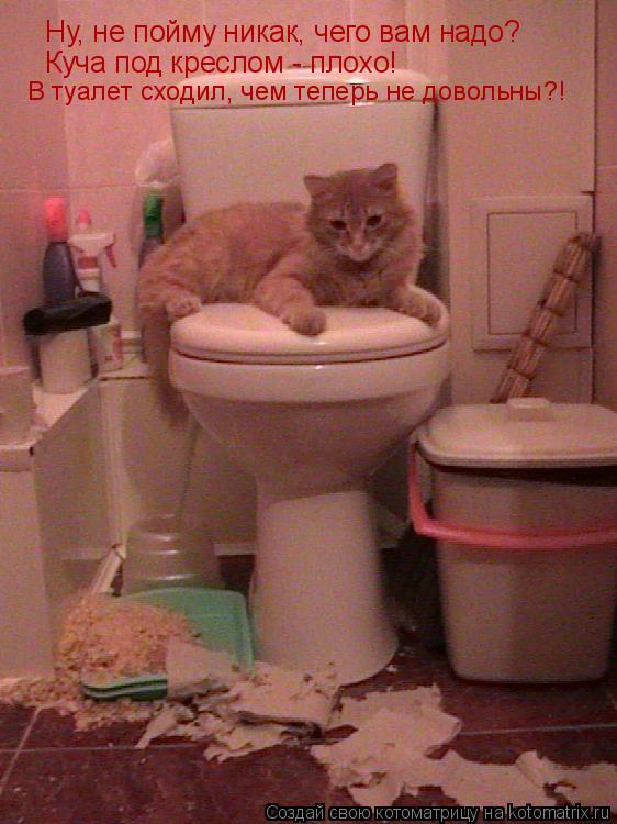 Кошка туалет кровь. Сходить в туалет по большому. А ты сходил в туалет.