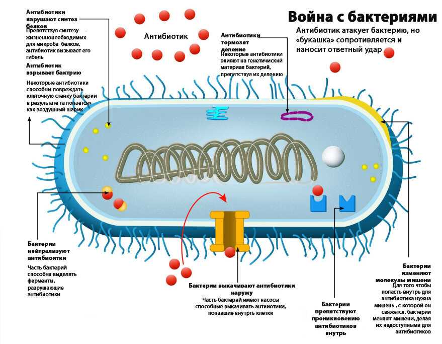 Бактериальная защита. Механизм действия антибиотиков на клетки микроорганизмов. Механизм действия на бактериальную клетку. Схема действия антибиотиков на бактериальную клетку. Механизм действия антибиотиков на бактериальную клетку.