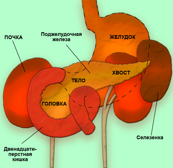 Желудок поджелудочная печень селезенка. Tuber omentale поджелудочной железы. Топография поджелудочной железы схема. Почки печень поджелудочная железа строение. Поджелудочная железа орган ЖКТ.