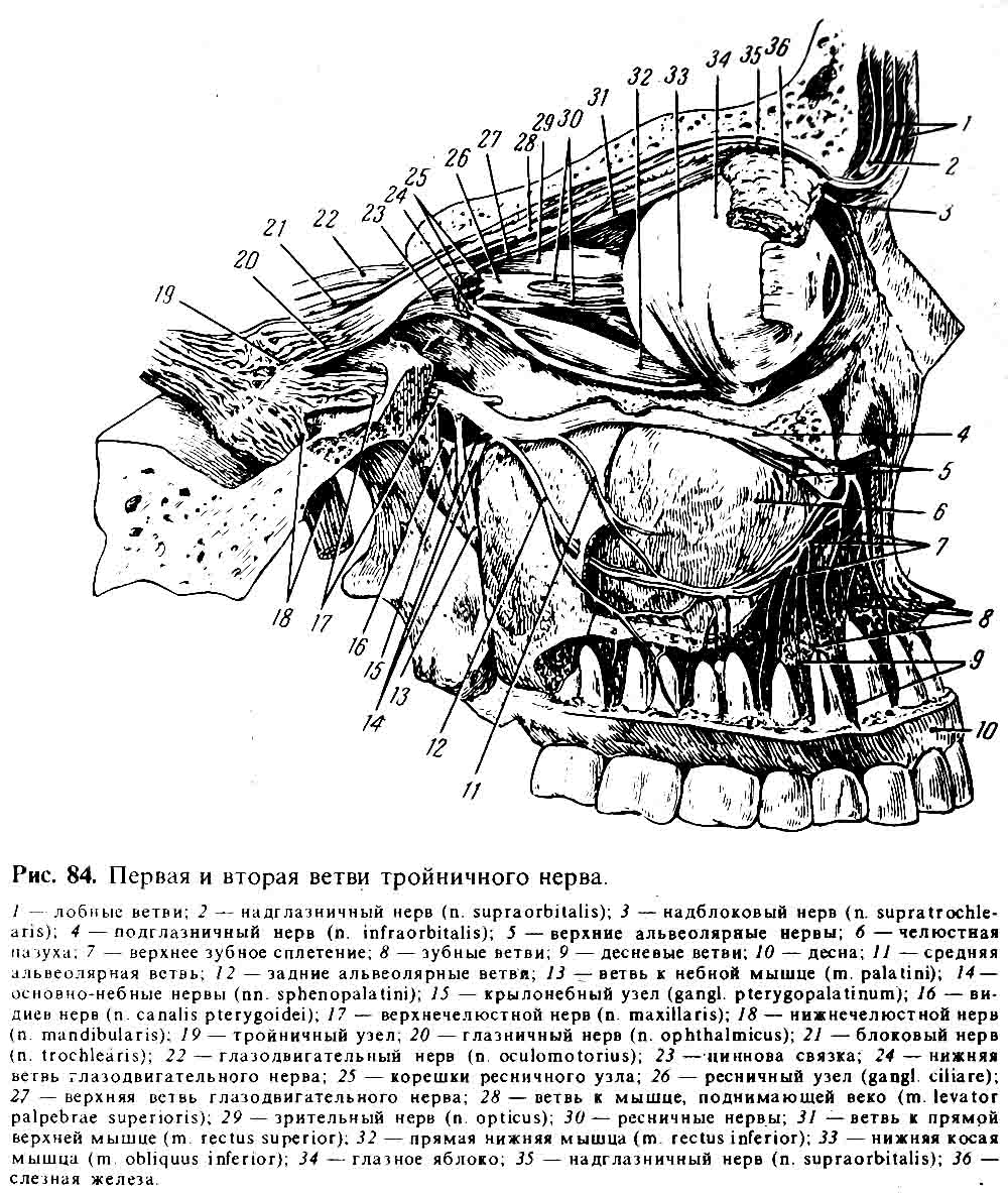 Ветви глазничного нерва