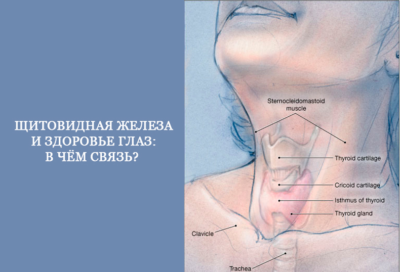 Больно глотать щитовидной железы. Болит щитовидная железа. Может ли болеть щитовидная железа. Где находится щитовидная железа фото. Мышцы щитовидной железы.