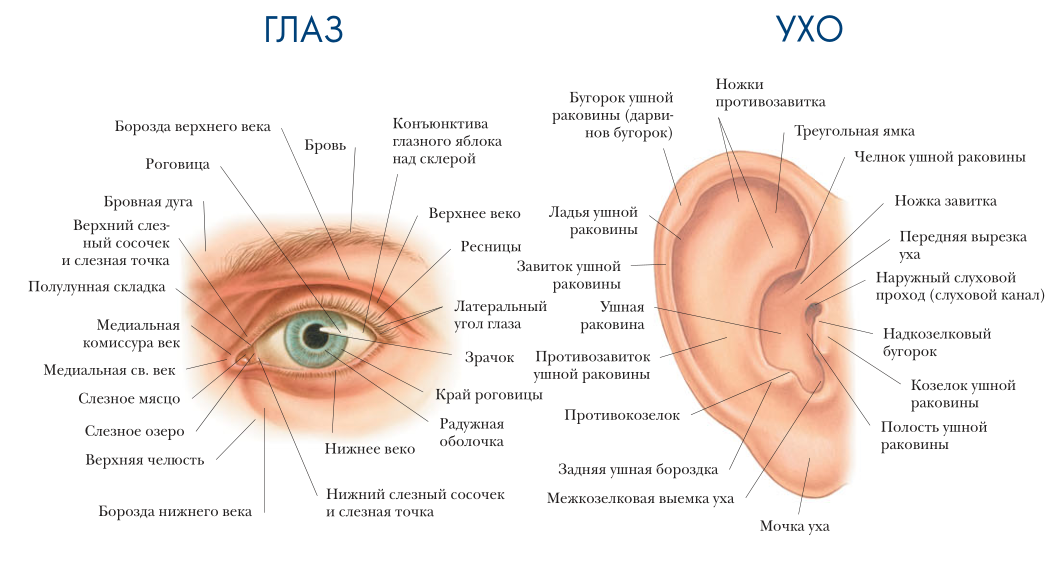 Веки снизу. Строение глаза веки анатомия. Ухо строение анатомия. Пластическая анатомия строение глаза. Пластическое строение глаза.