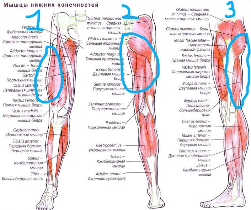Мышцы нижней конечности анатомия вид сбоку. Мышцы ног спереди схема.