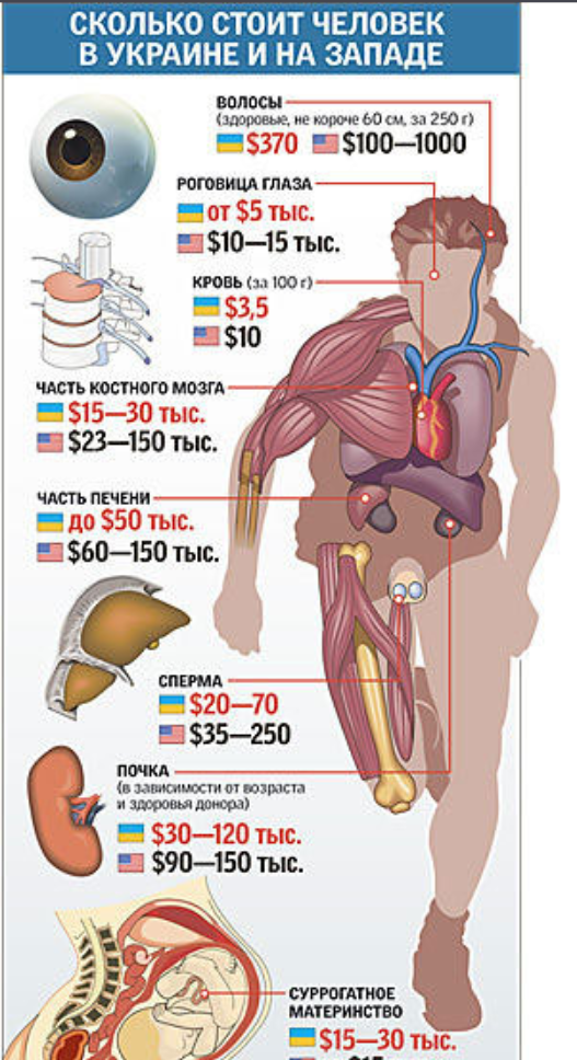 Количество органов в россии. Сколько стоят органы человека. Колько сточт органы человека. Сколько стояи органы человек. Сколькостоить человек.