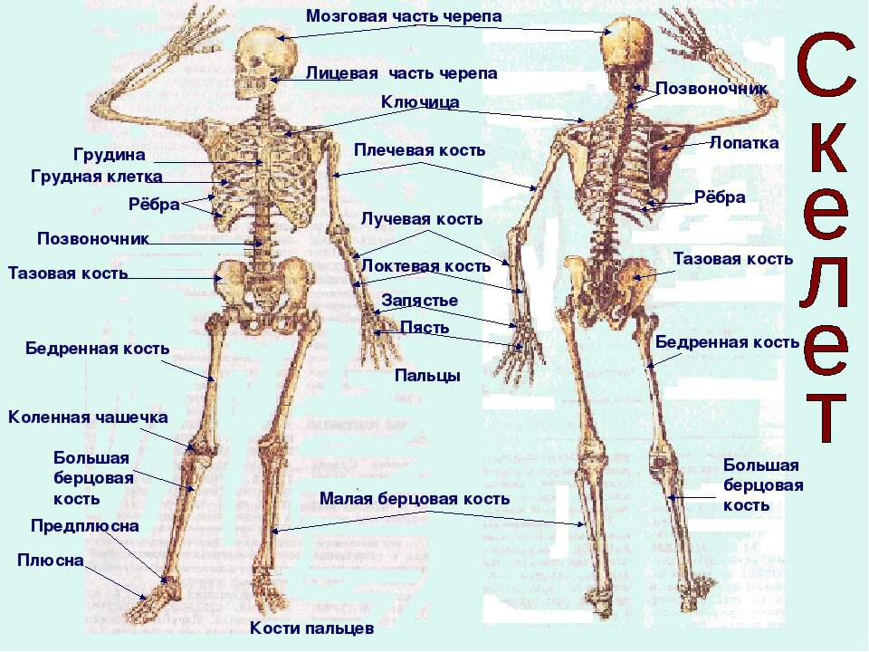 Цифры строение человека. Опорно-двигательная система человека строение кости. Скелет человека опорно двигательная система. «Строение и функции опорно-двигательного аппарата: скелет». Опорно двигательная система строение кости.