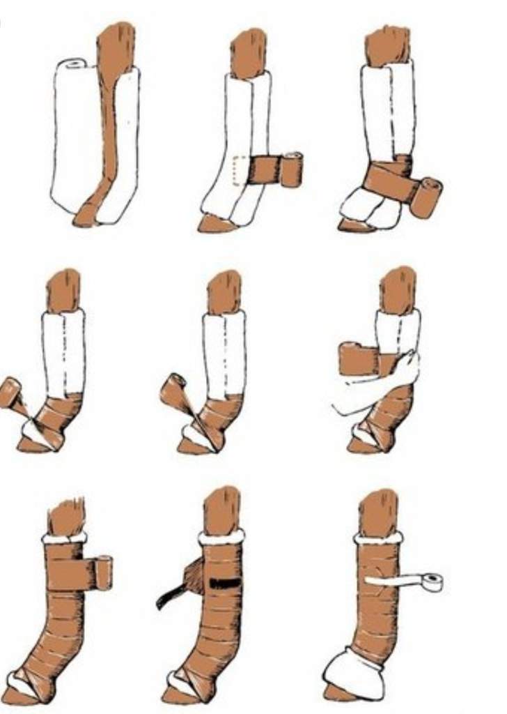 Зачем заматывают. Бинтование лошади. Правильное бинтование ног лошади. Правильное бинтование конечностей.