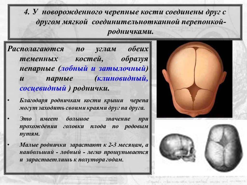 Новорожденный сколько кости