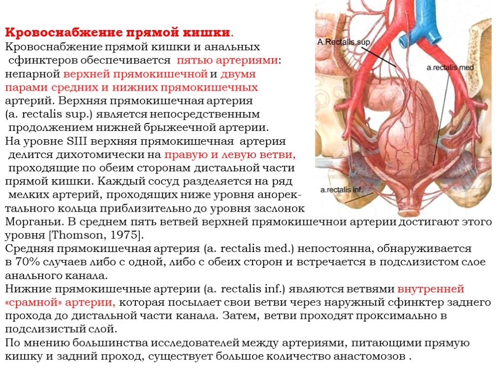 Можно ли анальный. Анатомия прямой кишки кровоснабжение иннервация. Прямокишечная артерия анатомия. Кровеносные сосуды прямой кишки. Средняя и нижняя прямокишечная артерия.