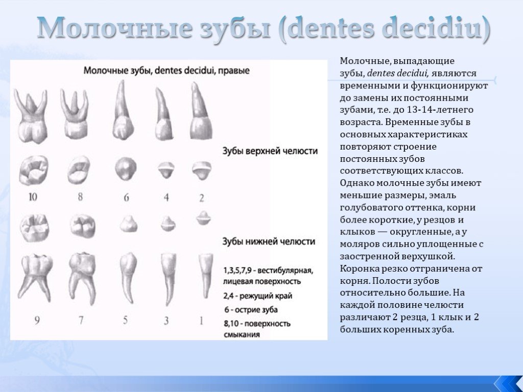 Почему зубы отличаются между собой у разных. Строение молочного резца. Строение молочных нижних моляров. Строение молочного зуба резца. Резец временный строение зуба.
