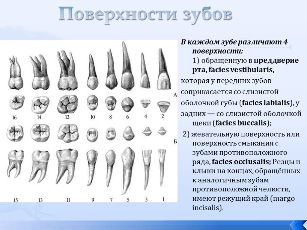 Премоляры и моляры предназначены для у млекопитающих. Зубы верхней челюсти анатомия. Второй премоляр верхней челюсти анатомия. Анатомия фронтальных зубов верхней челюсти. Премоляры верхней челюсти анатомия.