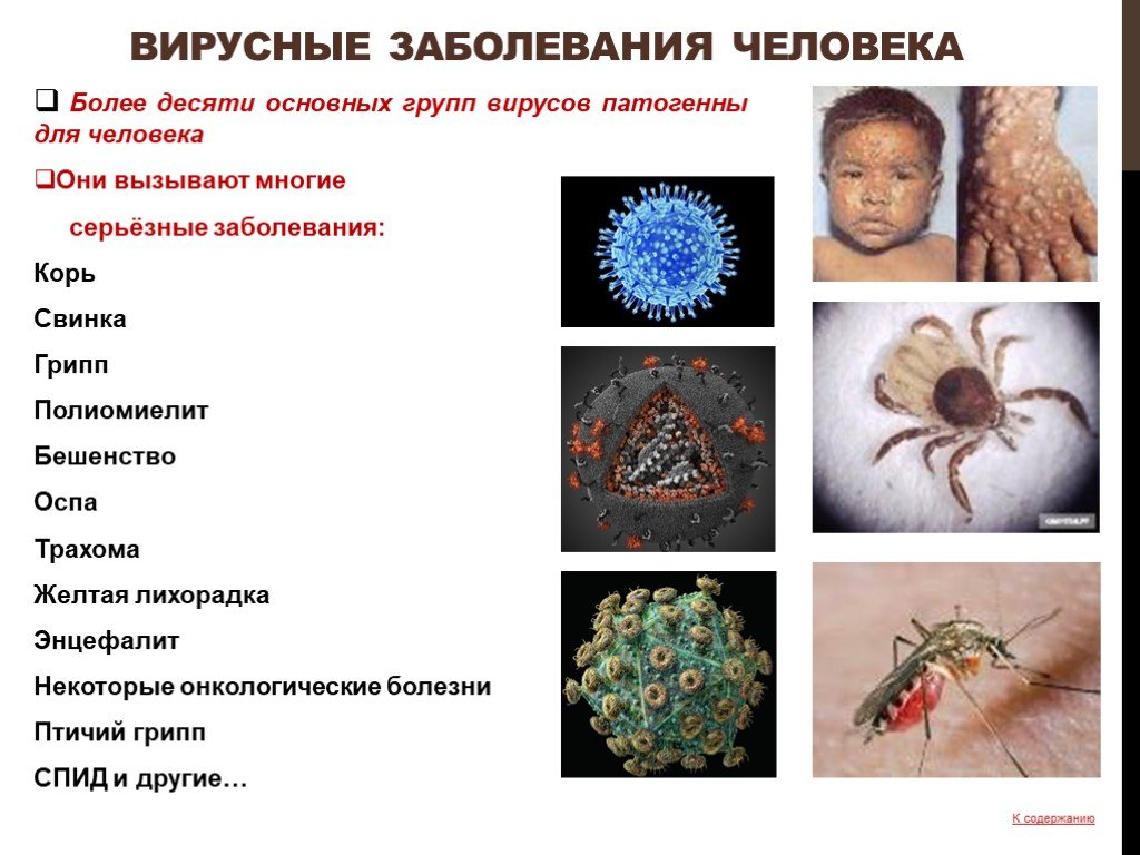 3 вирусных заболеваний человека