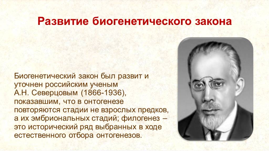 Кто считается основателем эмбриологии. Ученый а.н. Северцов. А. Н. Северцова (1866—1937).