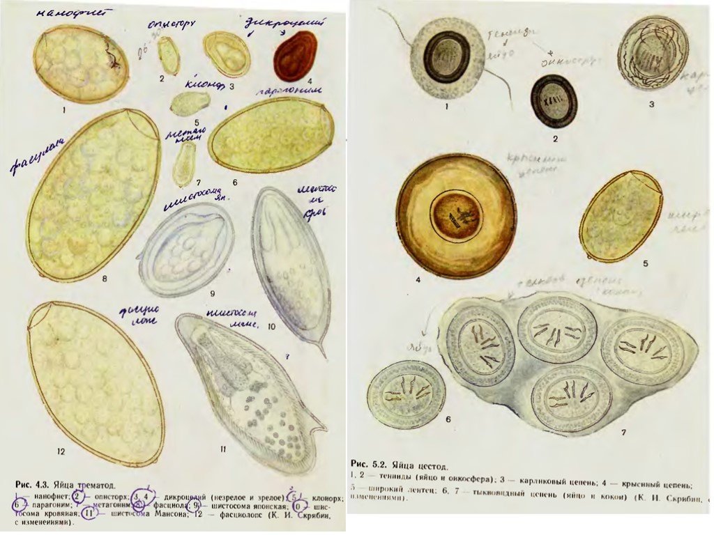 Соединительная ткань кал. Яйца гельминтов микроскопия. Микроскопия кала яйца гельминтов. Яйца глистов микроскопия атлас. Яйца гельминтов микроскопия атлас.