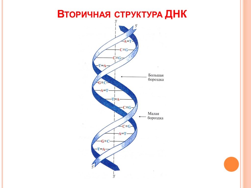 Вторичная днк. Вторичная структура НК. Строение вторичной структуры ДНК. Вторичная структура ДНК. Фрагмент вторичной структуры ДНК.