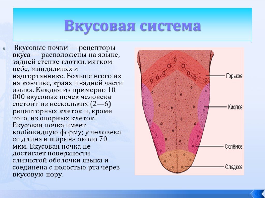 Картинки на тему язык орган вкуса