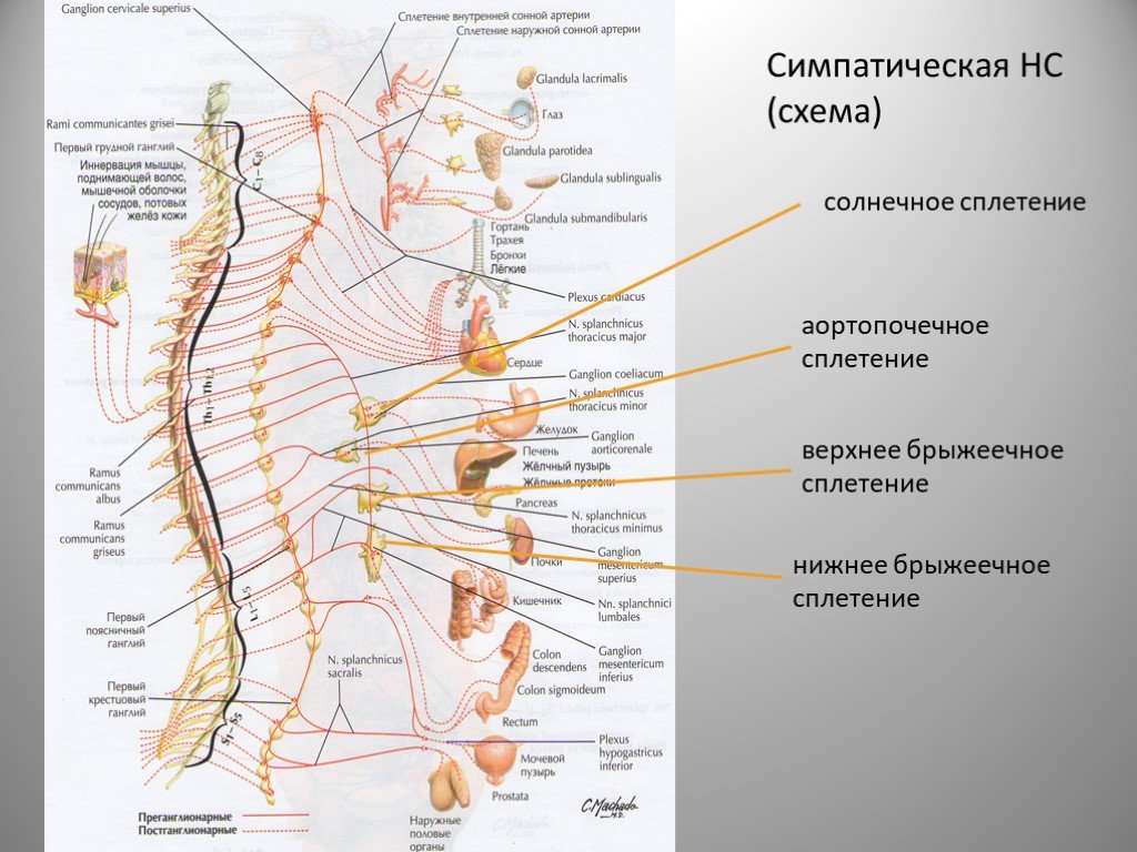 Нервные узлы сплетения. Нервная система человека солнечное сплетение. Анатомия человека солнечное сплетение. Верхнее брыжеечное сплетение схема. Верхнее брыжеечное сплетение нервы.