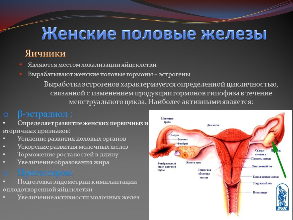Женские половые гормоны секретируются. Женская половая железа. Половая женская железа гормоны. Функции женских половых желез. В женских половых железах.