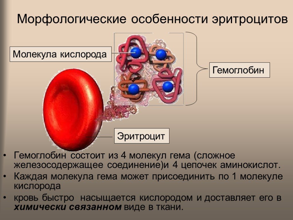 Гемоглобин образуется в результате. Гемоглобин состоит из 4 молекул гема. Морфологические особенности эритроцитов. Эритроцит состоит из. Строение эритроцита и гемоглобина.