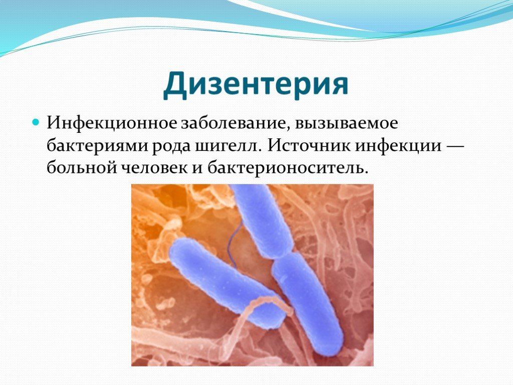 Какие бактерии вызывают. Дизентерия – инфекционная болезнь, вызываемая бактериями. Дизентерия это заболевание вызываемое бактериями. Дизентерия вызывается бактериями. Бациллы вызывают заболевания.