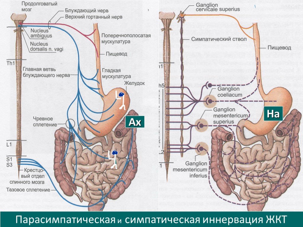 Какие органы иннервирует блуждающий нерв