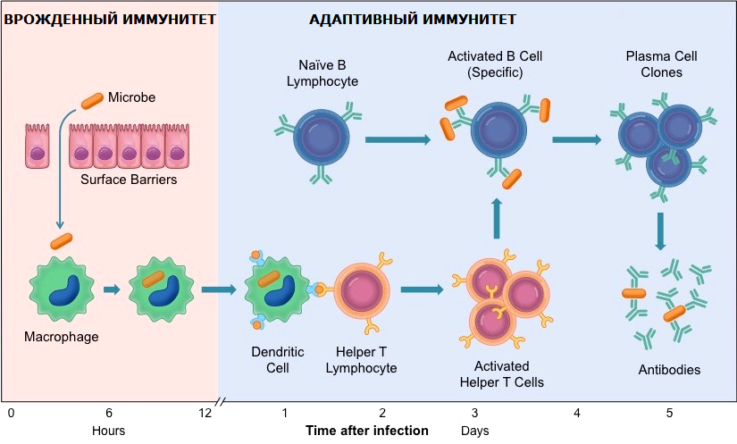 Т клетки в организме. Механизм врожденного иммунитета схема. Адаптивный иммунитет схема. Схема иммунитет врожденный и адаптивный. Клетки активаторы врожденного иммунитета.