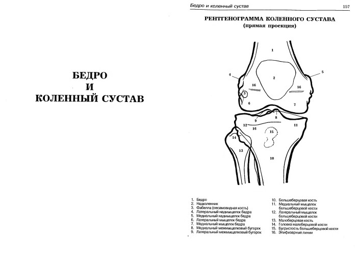 Проекции рентгена коленного сустава