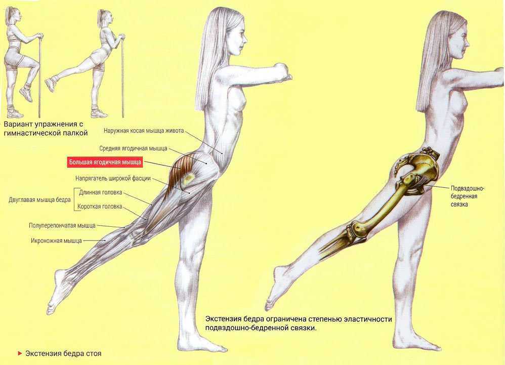 Что будет если есть стоя. Отведение и приведение бедра анатомия. Разгибание в тазобедренном суставе мышцы. Экстензия бедра упражнение. Отведение ноги назад мышцы.