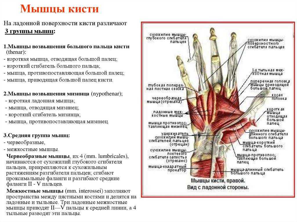 Почему болит правая рука. Мышцы возвышения большого пальца кисти. Мышцы кисти мышцы большого пальца и мизинца. Мышцы возвышения 1 пальца кисти. Сгибатели кисти и пальцев мышца функции.