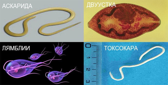Лямблии у детей фото как выглядит