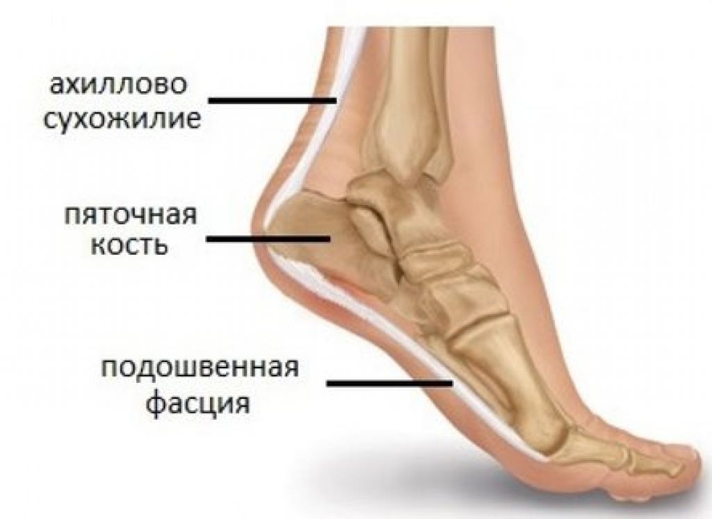 Болят пяты. Строение ахиллова сухожилия. Ахиллово сухожилие и пяточная кость. Ахиллово сухожилие на стопе. Ахиллово сухожилие структура.