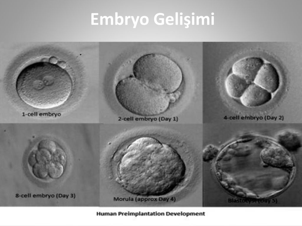 Эмбрион 5 дней. Эмбрион 4вв. Эмбрион 3 суток развития. Эмбрион бластоциста 6 дней. Эмбрион на 5 сутки.