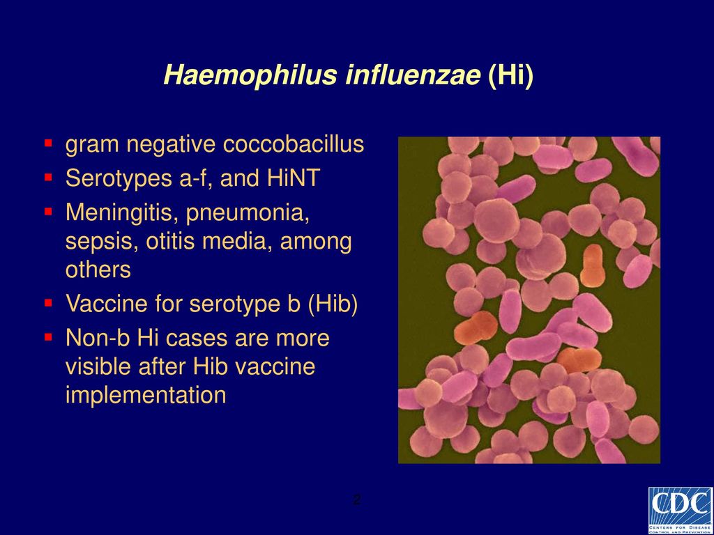 Haemophilus influenzae b