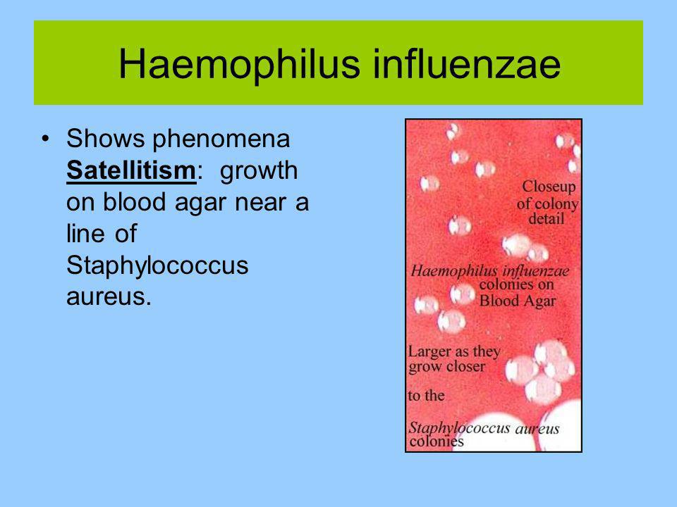 Haemophilus influenzae в носу. Микрофлора Haemophilus influenzae. Haemophilus influenzae тинкториальные. Гемофильная палочка Афанасьева Пфейффера. Инфекция, вызванная Haemophilus influenzae типа b.
