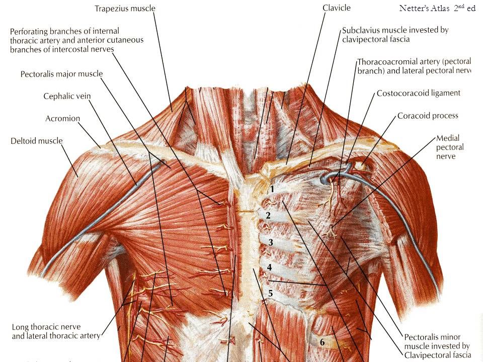 Мышцы груди схема