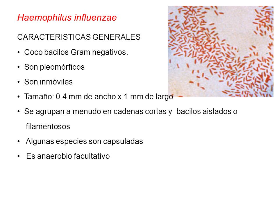 Haemophilus spp в мазке у мужчины. Haemophilus influenzae эндотоксины. Haemophilus influenzae морфология. Haemophilus influenzae норма у взрослых.