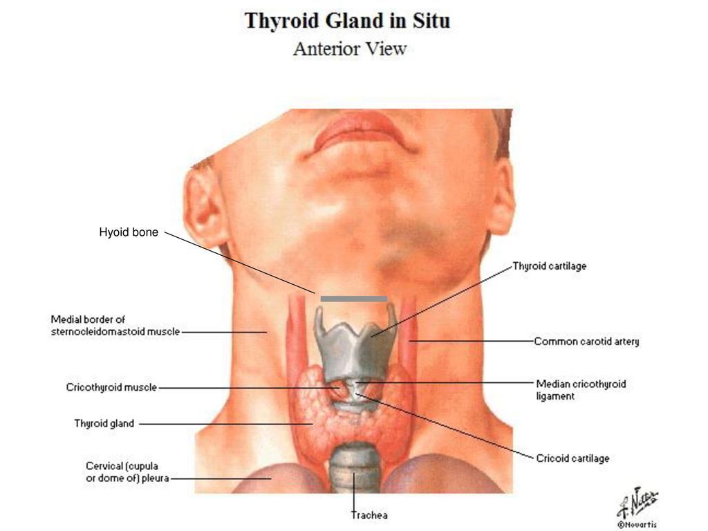 Болит гортани при надавливании. Щитовидный хрящ и щитовидка. Гортань и щитовидная железа. Щитовидный хрящ и щитовидная железа.
