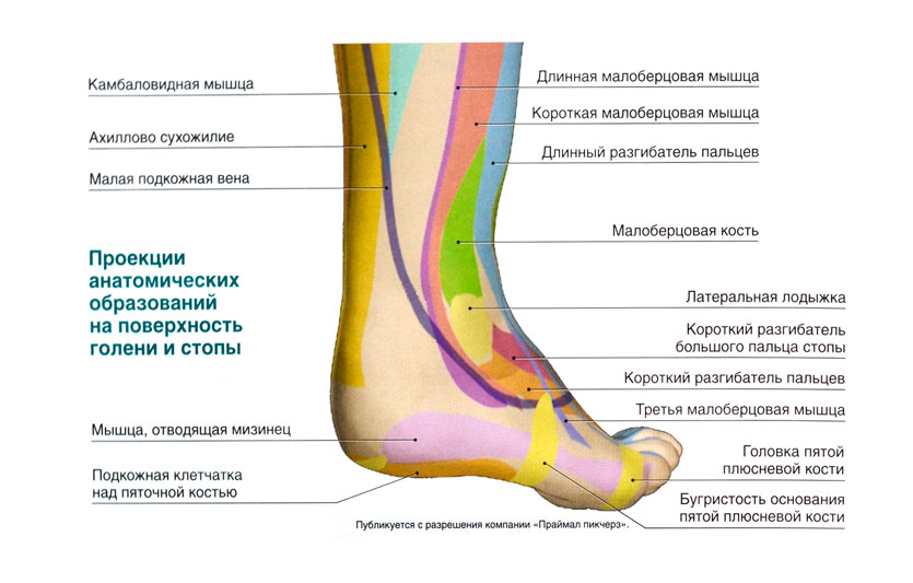 Схема лодыжки ноги - 92 фото