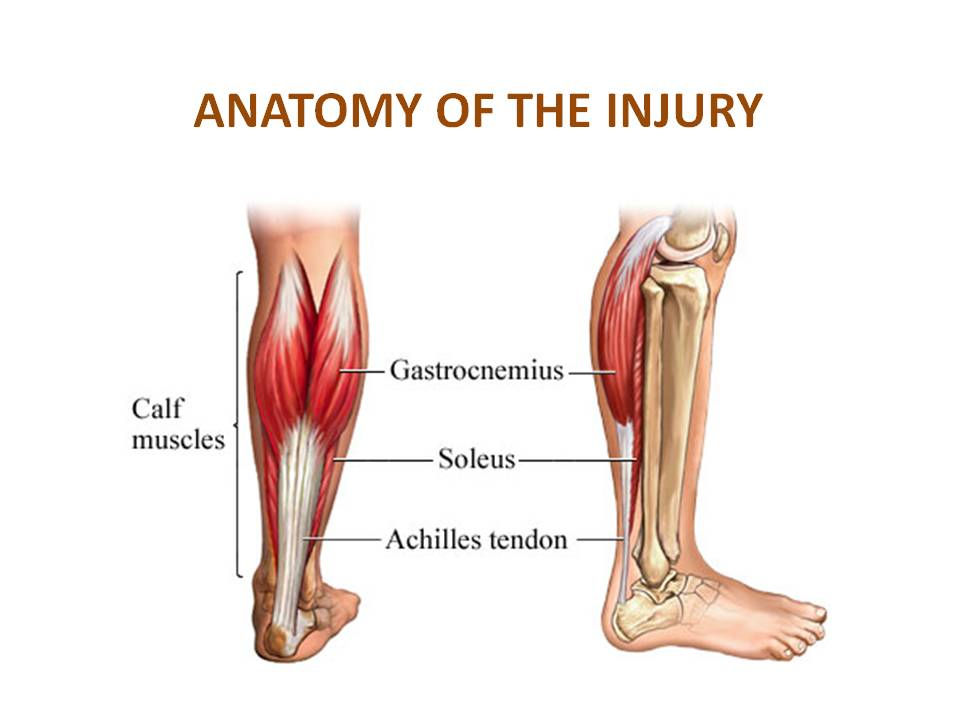 Болит нога икра к какому врачу. Анатомия ахиллова сухожилия. Сухожилие икроножной мышцы. Камбаловидная мышца. Трехглавая мышца голени.