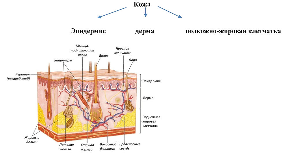 Где расположены сальные потовые железы и корни. Кожные роговые образования. Корни волос в эпидермисе.