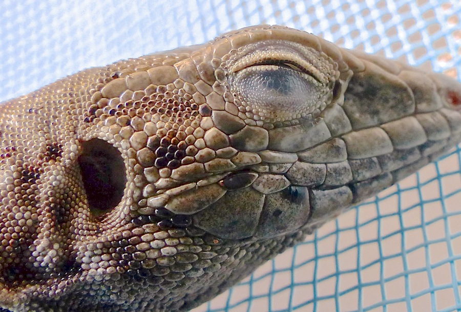 Прозрачные веки у змей. Гаттерия третий глаз анатомия. Мигательная перепонка крокодила. Мигательная перепонка у змей. Мигательная перепонка (третье веко).