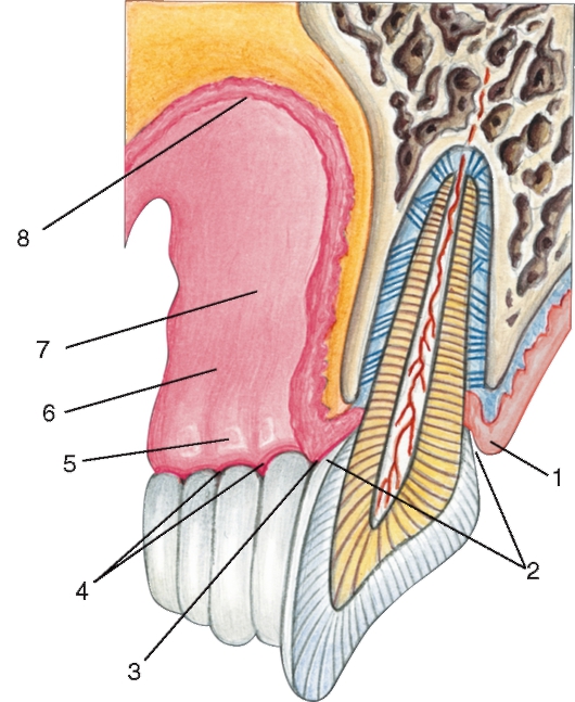 Альвеолярная десна. Надкостница челюсти анатомия. Надкостница зуба Десна строение. Десневая борозда анатомия.
