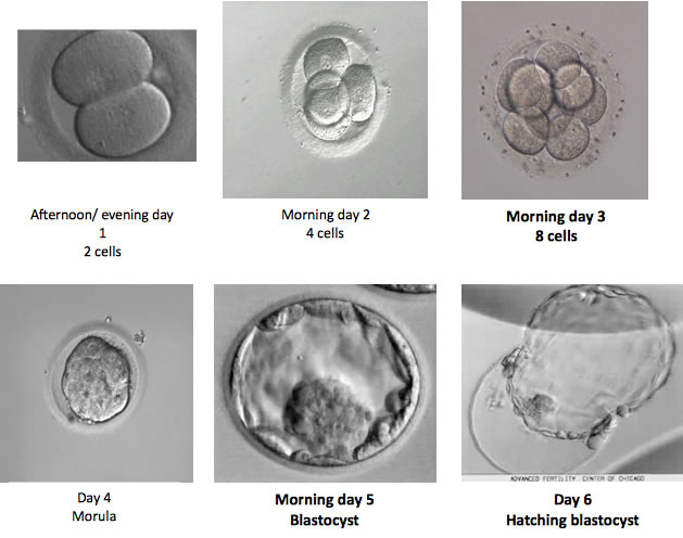 Трехдневный эмбрион фото