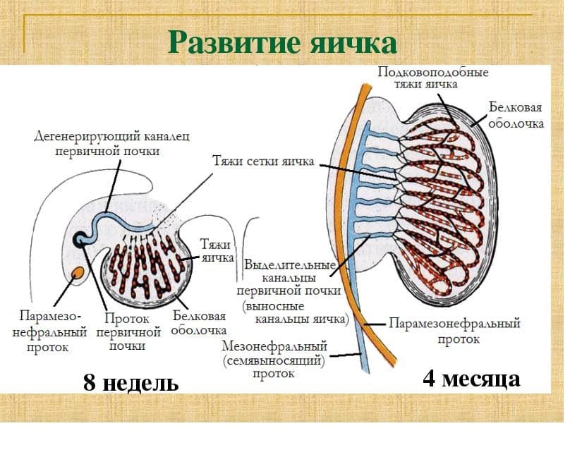 Развивающиеся яйца. Развитие яичка. Яичко развитие строение функции.