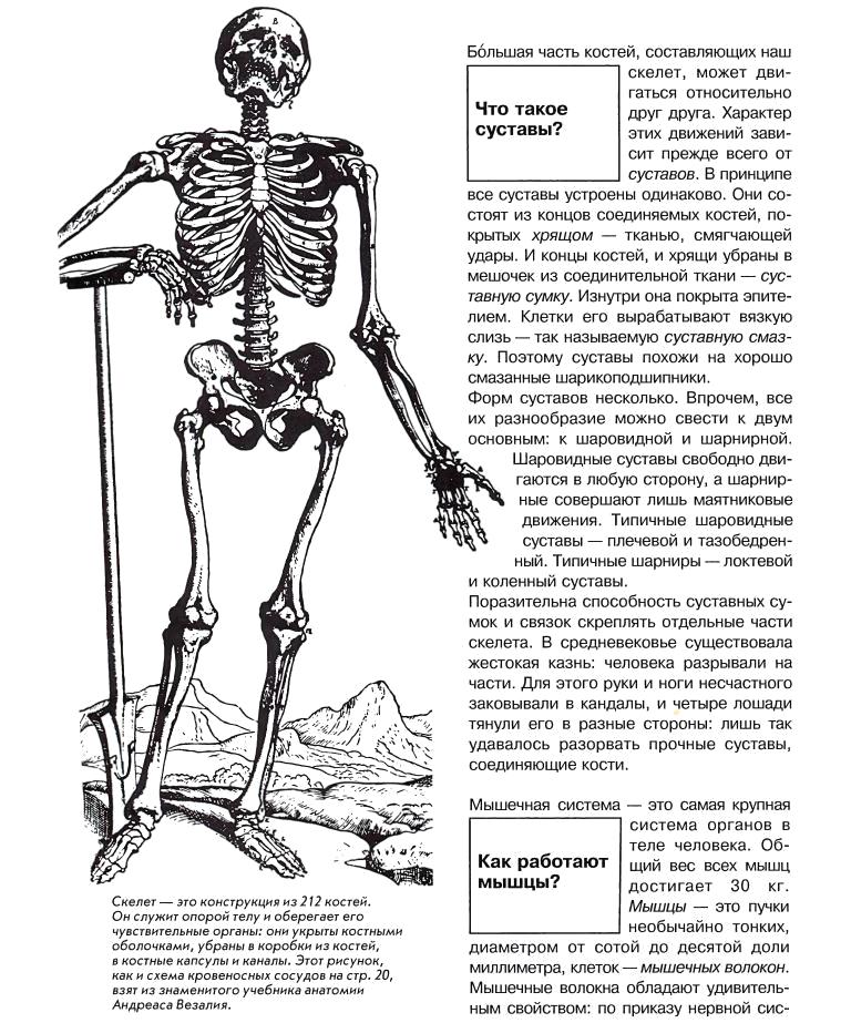 Скелет сустав. Суставы скелета. Основные суставы скелета человека. Крупные суставы скелета человека. Кости мышцы суставы.