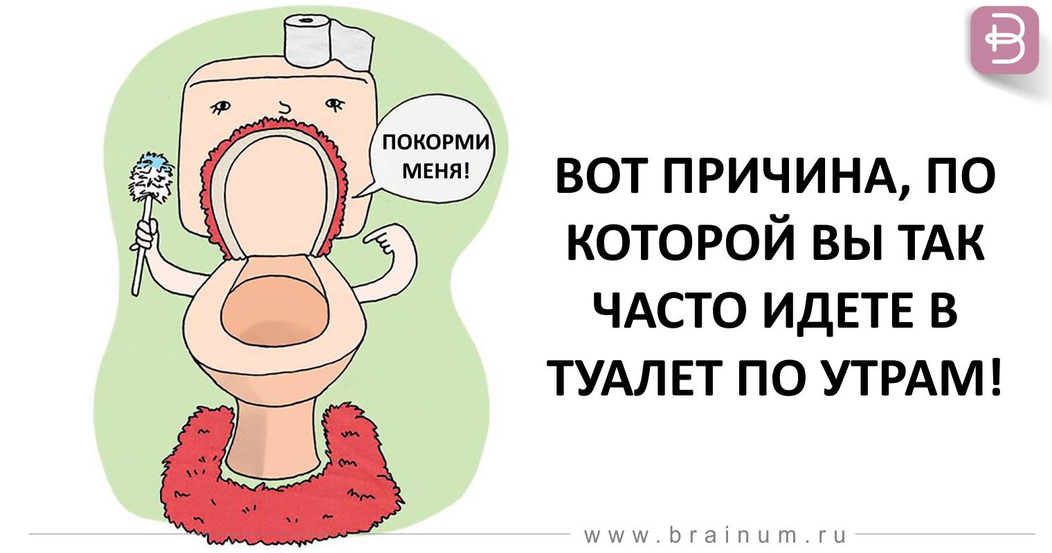 Если часто ходишь по маленькому. Почему с утра хочется в туалет. Туалет утром. Часто утром хожу в туалет по большому. Почему утром хочется в туалет по большому.