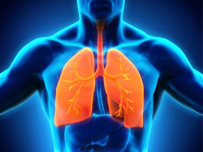 Дыхательная система одна из важнейших в человеческом организме