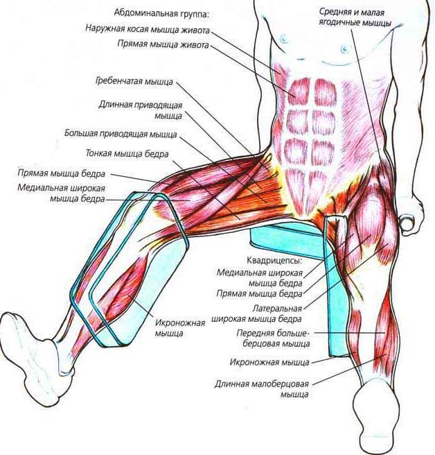 Ноют ноги в паху. Строение мышц паха бедра. Отводящие мышцы бедра анатомия. Приводящие и отводящие мышцы ног. Тренировка мышц паха.