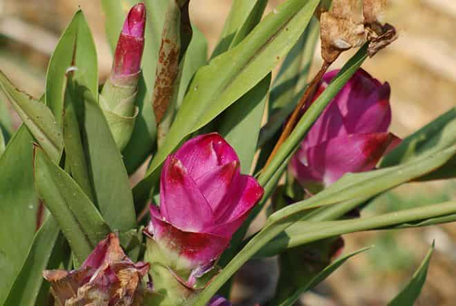 kurkuma-dlya-otbelivaniya