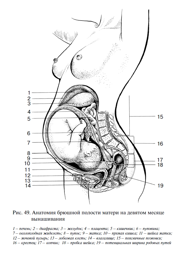 Беременная женщина рисунок изнутри